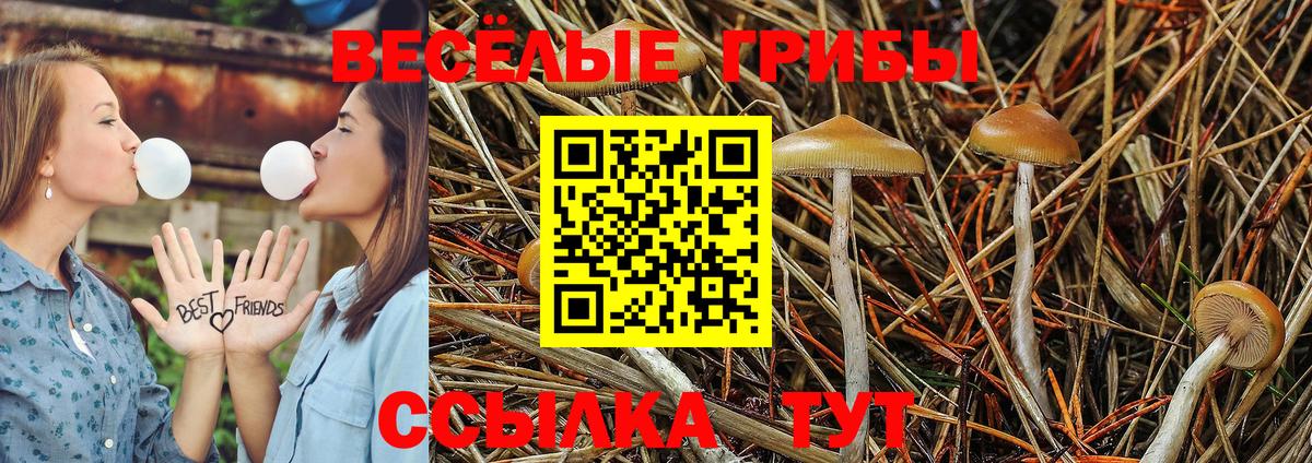 Галлюциногенные грибы Psilocybe  Вход с VPN  Черногорск 